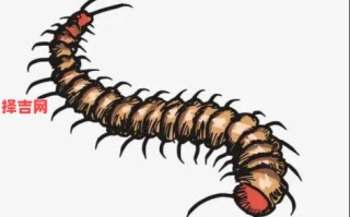 梦见蜈蚣预示什么？解析梦境蜈蚣的10种吉凶征兆