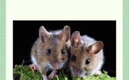 运交戌刻六位头打一生肖谜底解析，十二生肖运势揭秘