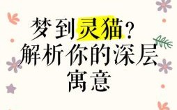 梦见猫代表什么？12种常见梦境解析与象征意义