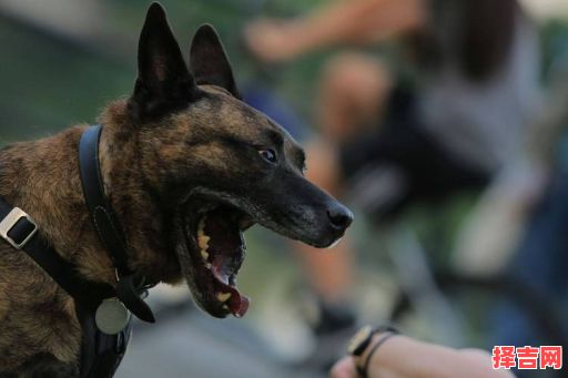 梦见狗咬我预示什么?解梦大师解析梦境含义-第1张图片 梦见狗咬我预示什么?解梦大师解析梦境含义-第1张图片