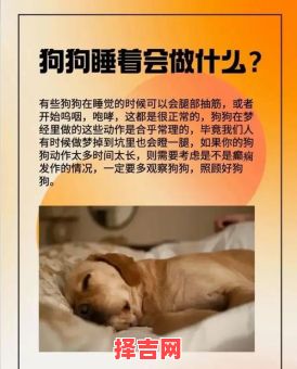 梦见狗是什么意思?解梦大师解析狗梦的10种寓意-第1张图片 梦见狗是什么意思?解梦大师解析狗梦的10种寓意-第1张图片