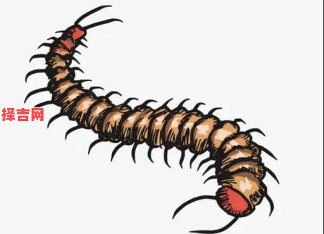 梦见蜈蚣预示什么？解析梦境蜈蚣的10种吉凶征兆-第1张图片