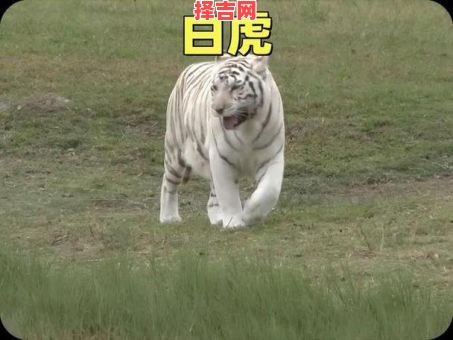 梦见老虎代表什么?解析梦境中老虎的象征意义-第1张图片 梦见老虎代表什么?解析梦境中老虎的象征意义-第1张图片