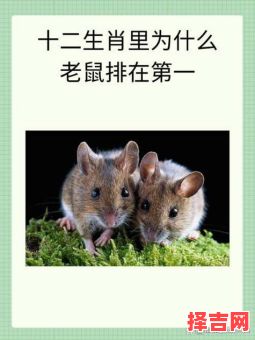 运交戌刻六位头打一生肖谜底解析,十二生肖运势揭秘-第1张图片 运交戌刻六位头打一生肖谜底解析,十二生肖运势揭秘-第1张图片