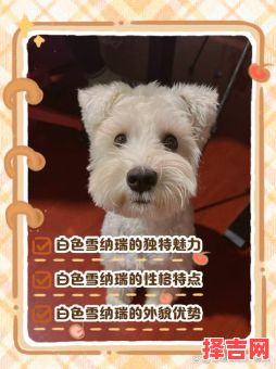 白色狗狗招财名字大全，旺财吉祥好听的宠物狗名推荐-第1张图片