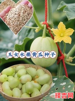 2025年11月种瓜吉日推荐 2025年11月适合种瓜的吉日有哪些-第1张图片 2025年11月种瓜吉日推荐 2025年11月适合种瓜的吉日有哪些-第1张图片